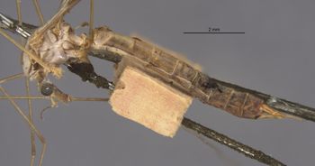 Media type: image;   Entomology 10296 Aspect: habitus lateral view